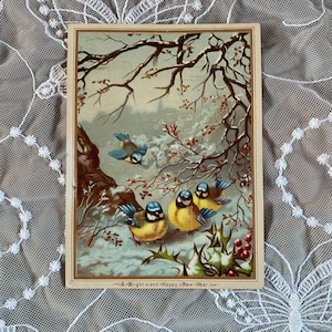 Carte d'hiver victorienne. Carte antique d'oiseau mésange bleue. Carte d'hiver du nouvel an. Carte de voeux victorienne Holly Bush. Éphémères d'oiseaux de l'époque victorienne. PC195