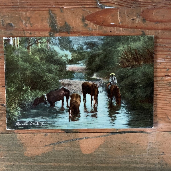 Horses Drinking Antique Postcard from Early 1900s. F Hartmann's Real Glossy Series. Old Photo Postcard of Horses in River.