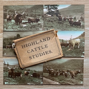 Highland Cows Antique Postcards Set. Highland Cattle Studies 6 Postcards. E A Schwerdtfeger. Early 1900s Highlander Cow Real Photo Cards.