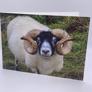 Highland Ram Card. Blackface Sheep Photo Card.  Nature Photo Card. Scottish Wildlife Photography. Isle of Mull. 7x5 inches. Blank Inside.