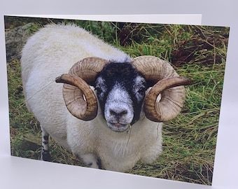 Highland Ram Card - A Handsome Blackface Sheep on the Isle of Mull in the Inner Hebrides Scotland, 7x5 inches on High Quality Textured Matt
