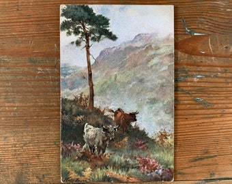 Highland Cows Antique Postcard.  Cattle in the Highlands by HARRY PAYNE.  Raphael Tuck Oilette Postcard 9007. Marks to Reverse of Postcard.