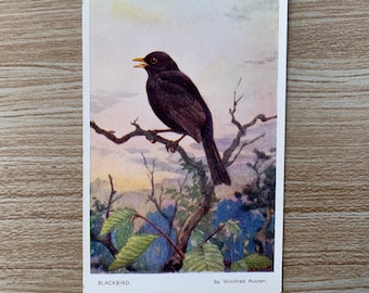 Blackbird Vintage Postcard - Winifred Austen Bird Art Postcard - Black Bird Songbird - Evening Serenade - 1950s Vintage Bird Postcard