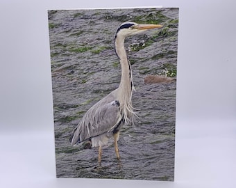 Heron Fishing Photo Card: Isle of Mull Nature Art (7x5 inch)
