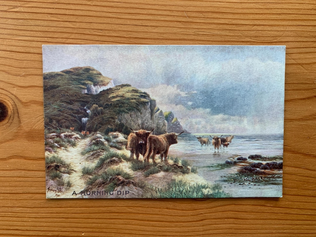 Antique Highland Cattle Postcard: Scottish Cows, 'A Morning Dip' Art - Etsy