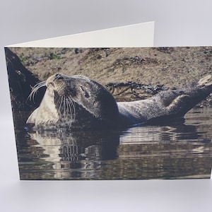 Leuke kaart zeehondenjong.  Grijze Atlantische zeehondenpup ligt te zonnebaden bij het eiland Iona. Kaart Schotse eilanden. Schotse fotokaart met wilde dieren.