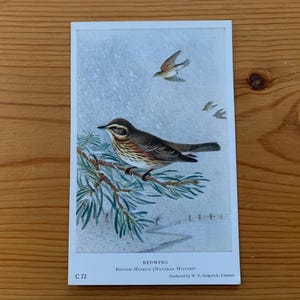 Carte postale vintage Aile rouge. Carte postale d'histoire naturelle du British Museum c1950. W F Sedgwick. Des ailes rouges dans la neige. carte postale vintage d'oiseaux. PC255.