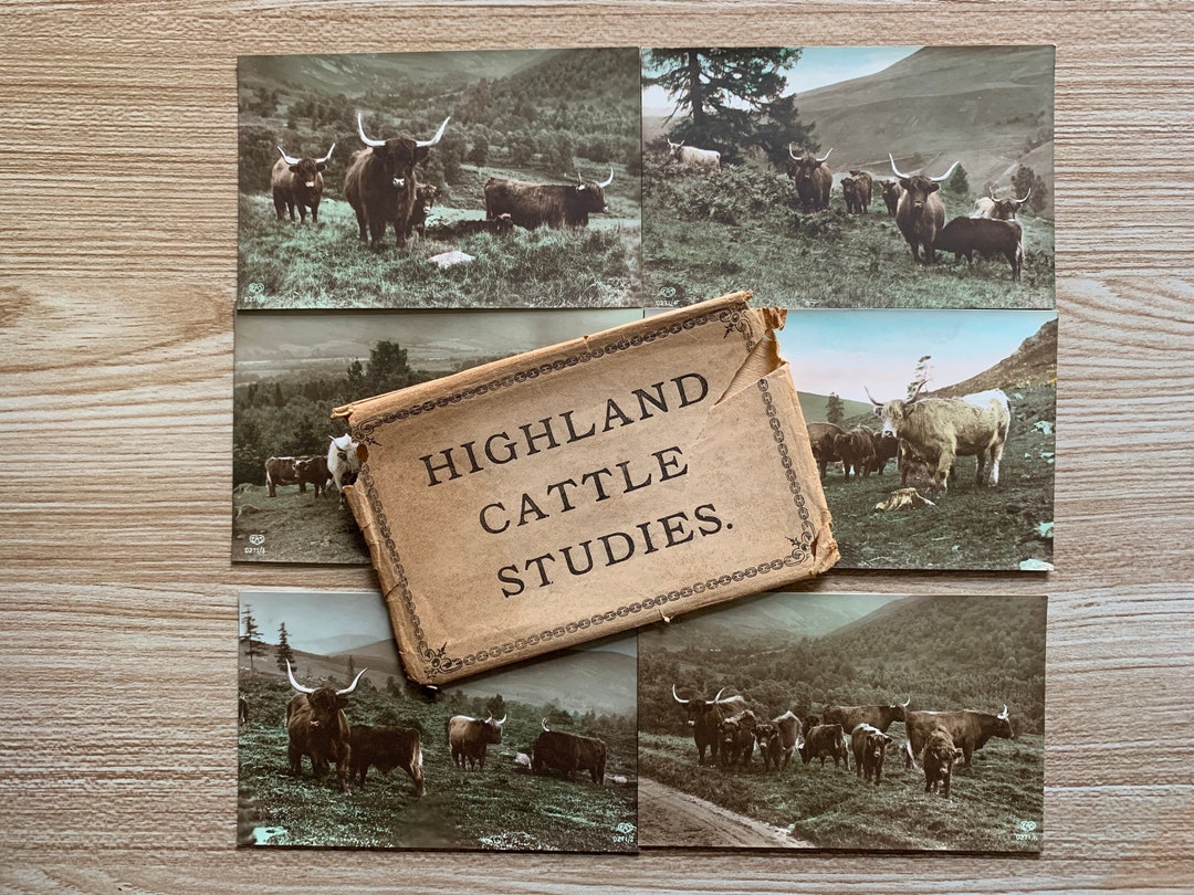 Antique Highland Cow Postcards Set: Early 1900s Real Photo Cards - Etsy