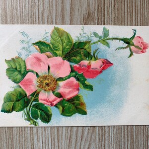 Carte postale antique roses roses sauvages c1900. Carte postale vintage Fleurs. Cartes postales anciennes Fleurs. Carte postale vintage roses. Carte postale ancienne. PC330