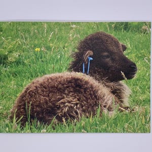 Könnte beinhalten: Ein braunes und schwarzes Lamm liegt in einem Feld mit grünem Gras. Das Lamm hat blaue Etiketten im Ohr.