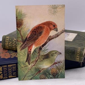 Crossbill Vintage Postcard. Male and Female Crossbills Postcard. Roland Green Artist. Ruskin Studio Art Press c1950. Unused Postcard. PC216