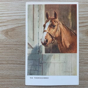 Antiek paard ansichtkaart. Whydale 'De volbloed.' J ZALM Ansichtkaart ca. 1950. Statig ogend paard in stal. Vintage paard ansichtkaart. PC302