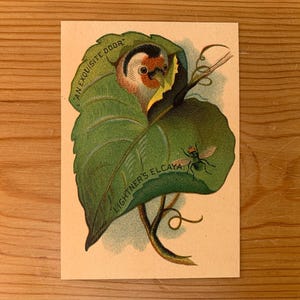 Lightner's Elcaya Werbepostkarte. Antike Werbe-Postkarte für Parfüm. Viktorianische Handelskarte c1899. Stieglitz und Käfer. PC205