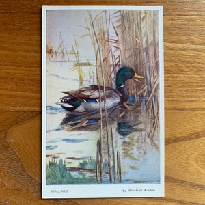 Carte postale vintage de canard colvert. Carte postale Winifred Austen. Carte postale de canard colvert. Carte postale vintage d'oiseau des années 1950. Saint-Valentin et fils. PC315.