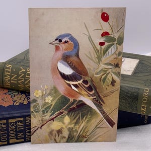 Buchfink Postkarte. Buchfink Postkarte. Roland Grüner Künstler. Ruskin Studio Art Press um 1950. Unbenutzte Vogel Vintage Postkarte. PC214
