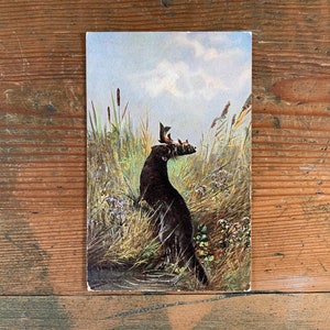 Otter Antike Postkarte. Brauner Otter mit Fisch im Maul! S Hildesheimer Antike Postkarte von Anfang 1900. Postalisch unbenutzt. PC133