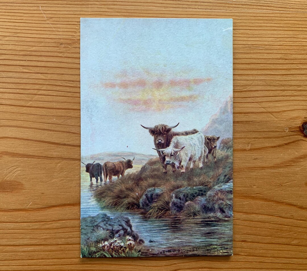 Antique Highland Cattle Postcard: Scottish Cows by Sidney Pike - Etsy