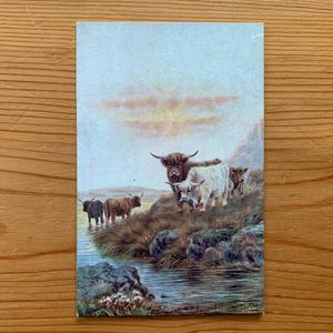 Highland Cattle Antique Postcard Sidney Pike. 1900s Unused Scottish Postcard. &#39;A Cooling Stream&#39;. C W Faulkener. Highland Cows in Sunrise.