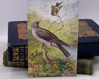 Vintage Cuckoo Art Postcard, GEORGE RANKIN Artist c1960. (PC218)