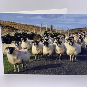 Sheep Card: "Rush Hour in the Hebrides!"  Blackface Sheep on the Isle of Mull Card. Hebrides Card. Nature Photo Card. 7x5 inches. Blank.