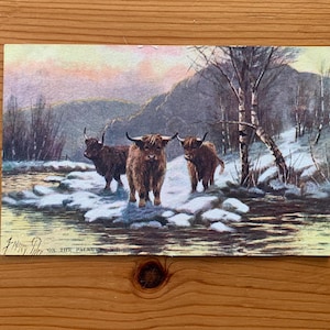 Highland Cattle Antique Postcard Sidney Pike. 1900s Unused Scottish Postcard. C W Faulkener. &#39;On the Palnure&#39;. Highland Cows in the Snow.