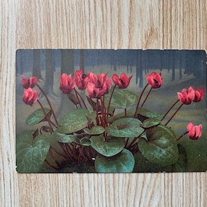 Carte postale ancienne cyclamen c1900. Carte postale vintage Fleurs. Cartes postales anciennes Fleurs. Photocromie. Alpenbl. Série H. No. 487. PC329
