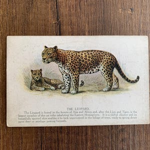 Leopard Antike Postkarte. Leoparden Postkarte. Naturkundliche Postkarte. R I Pocock. Zoologische Postkarte. Ein M Davids & Co um 1900. PC285