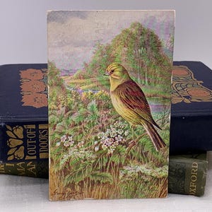 Vintage ansichtkaart gele hamer. Gele ansichtkaart Hammer Bird. GEORGE RANKIN. c1957 J Zalm. Vogel gebruikte ansichtkaart. Postslogan. PC219