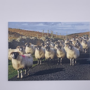 Schapenkaart: "Spitsuur op de Hebriden!"  Blackface-schapen op het eiland Mull-kaart. Hebridenkaart. Natuurfotokaart. 7 x 5 inch. Leeg.