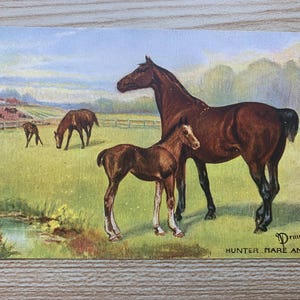 Jäger Stute & Fohlen Antike Postkarte. Nora Drummond Künstlerin. Raphael Tuck Oilette "Pferdestudien" 9065. Braunes Pferd und Fohlen c1908 PC303