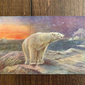 Carte postale ancienne d'ours polaire. Artiste George Rankin. Carte postale Raphael Tuck Animaux sauvages 3210. Carte postale ancienne des régions arctiques c1920. PC287.