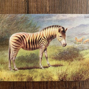 Zebra antieke ansichtkaart. Vintage briefkaart met zebra's wilde dieren. Oude ansichtkaart uitgegeven door J Salmon Ltd, ca. 1940. George Rankin-kunstenaar. PC286