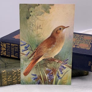Nachtigall Postkarte. Nachtigall und Glockenblumen Postkarte. Roland Grün. R.S Art Press um 1950. Nachtigall Vogel Unbenutzte Postkarte. PC217
