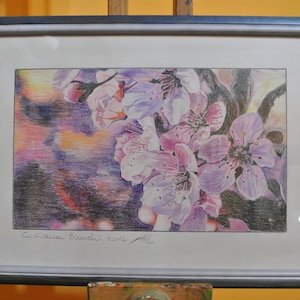 Disegno a matita colorata  Natura Fiori di ciliegio Arte contemporanea figurativa Idea regalo