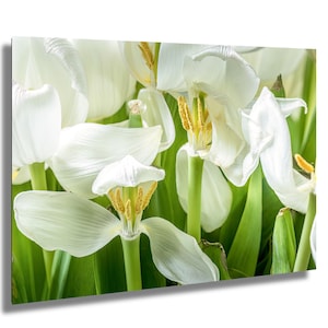 Sussurri di eleganza, tulipani bianchi, stampa di tulipani, stampa di fotografie naturalistiche, stampa artistica floreale, stampa murale floreale, stampa su tela