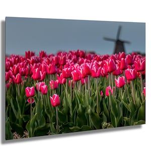 Sinfonie di campi scarlatti - Una sinfonia olandese di tulipani, stampa Tuip, stampa di fotografia naturalistica, arte murale floreale, arte botanica, mulino a vento