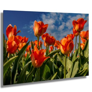 Orange Splendor – La danza di un tulipano sotto cieli infiniti, stampa di tulipani, stampa di fotografia naturalistica, stampa artistica floreale, arte murale floreale, arte botanica