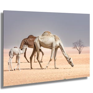 Fotografia di cammelli nel deserto di Dubai, Family Oasis / Stampa artistica di Family Oasis / Arte murale minimalista con animali selvatici e decorazioni naturalistiche ispiratrici