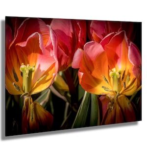 Sinfonia nascosta, tulipani rosa, stampa di tulipani, stampa di fotografie naturalistiche, stampa artistica floreale, stampa murale floreale, stampa su tela