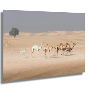 Desert Miracle | Dubai Desert Camel Herd Photography | Fine Art Nature Print | Minimalist Wildlife Wall Art | Inspirational Desert Decor