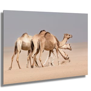 Danzatori di sabbia / Fotografia di cammelli nel deserto di Dubai / Stampa artistica di animali selvatici / Arte murale minimalista della natura / Momento giocoso nel deserto /