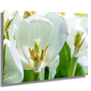 Un aperçu du patrimoine floral, tulipes, impression de tulipes, impression de photographie de nature, impression d'art de fleur, art mural de fleur, photographe professionnel