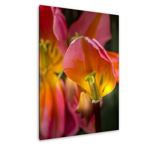 Kaléidoscope vibrant, tulipes roses, impression tulipe, impression photographie nature, impression d'art fleurs, art mural fleurs, impression sur toile