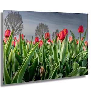 Ombre scarlatte - Tulipani sotto alberi spogli, stampa di tulipani, stampa di fotografie naturalistiche, stampa artistica floreale, stampa murale floreale, stampa su tela,