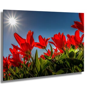 Campi di fuoco, tulipani rossi sotto il sole, stampa di tulipani, stampa di fotografie naturalistiche, stampa artistica floreale, stampa murale floreale, stampa su tela