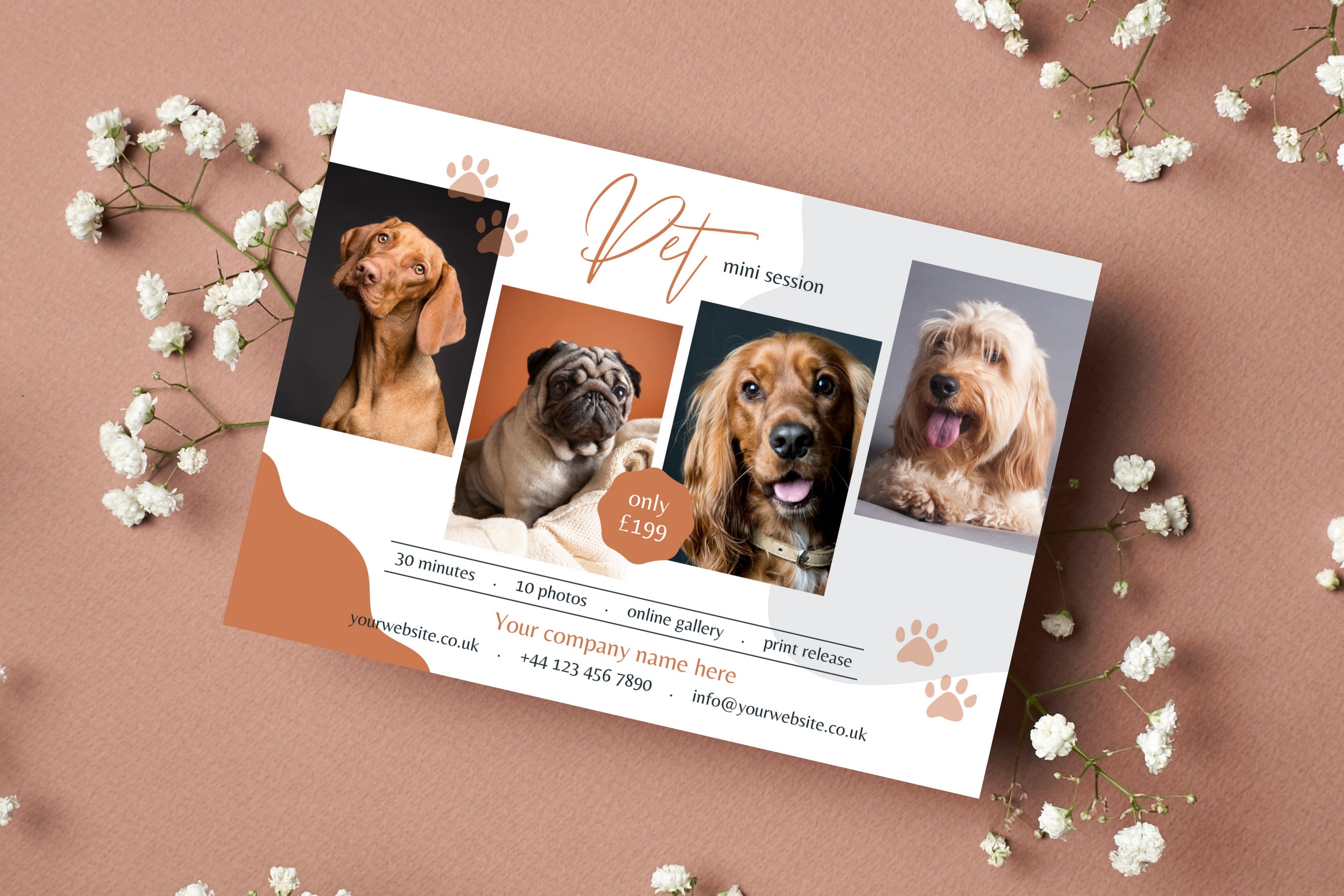 Pet Mini Session Australia