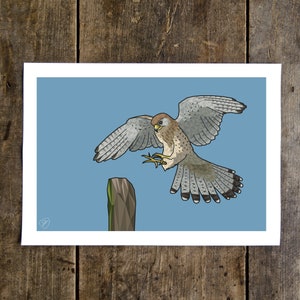 Kestrel Art Print - Birds of Prey - Hunting Artwork