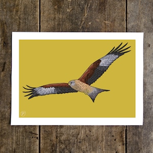 Roter Drachen Kunstdruck - Birds of Prey Artwork - Flügel
