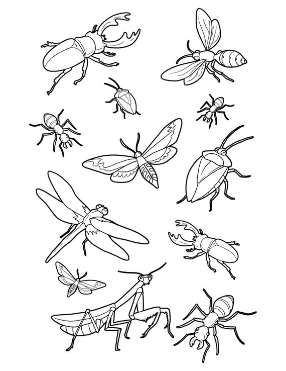 insect coloring pages