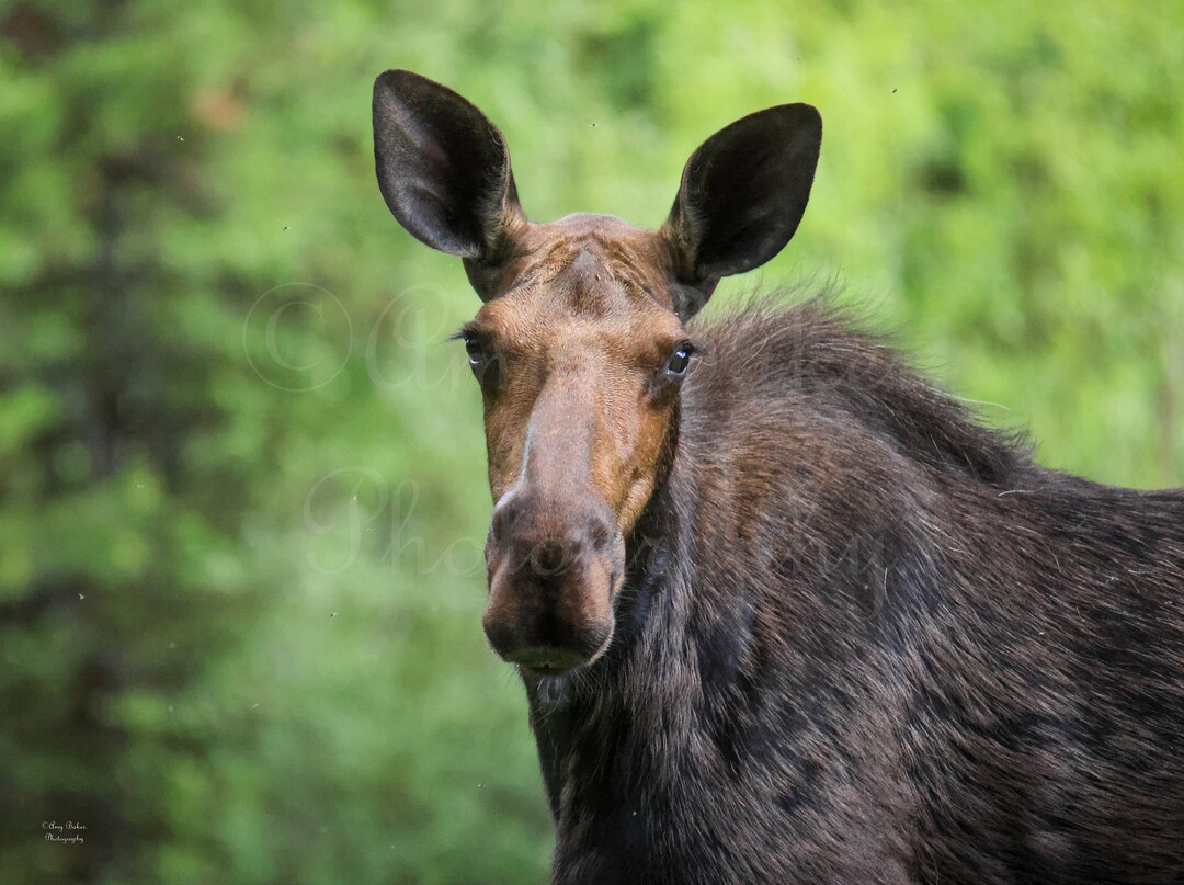 2024 Wildlife Calendar - Etsy
